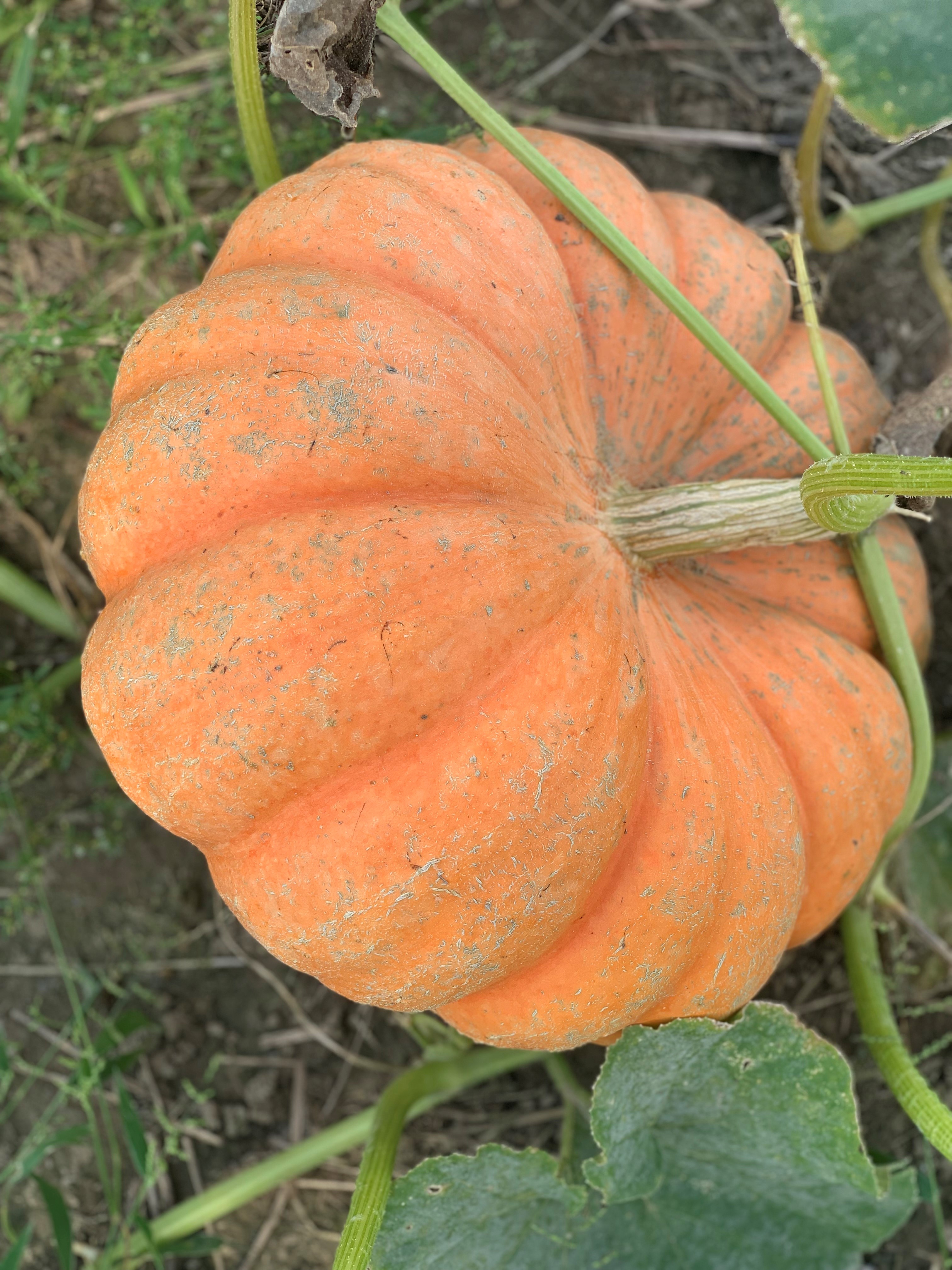 Pumpkin Care Tips for a Successful Harvest